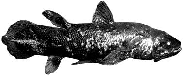 lobe finned fish