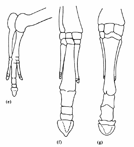 horse leg growth