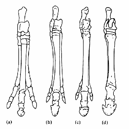 horse leg series