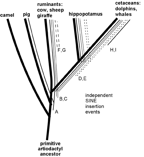 cladogram implied by whale-cow SINEs